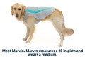 RUFFWEAR Swamp Cooler - Kamizelka chłodząca dla psa szara