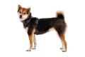 RUFFWEAR Front Range Harness Szelki dla Psa BASALT GRAY