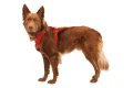 RUFFWEAR Front Range Harness Szelki dla Psa RED CANYON