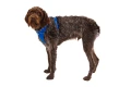 RUFFWEAR Front Range Harness Szelki dla Psa BLUE POOL