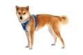 RUFFWEAR Front Range Harness Szelki dla Psa COASTAL MOUNTAINS
