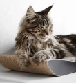 ca8d064ad40bed58099a2cc7d3ac4948.webp